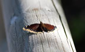 Attēlu rezultāti vaicājumam “Nymphalis antiopa upperside”