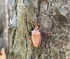 Attēlu rezultāti vaicājumam “Heteroptera”