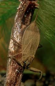 Attēlu rezultāti vaicājumam “Nepa cinerea nymph”