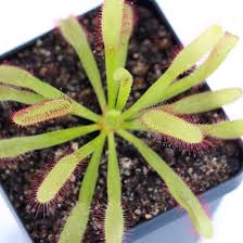 Attēlu rezultāti vaicājumam “Drosera x obovata leaf”
