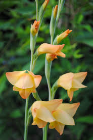 Attēlu rezultāti vaicājumam “Reticularia jurana young”