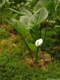 Attēlu rezultāti vaicājumam “Calla palustris flower”