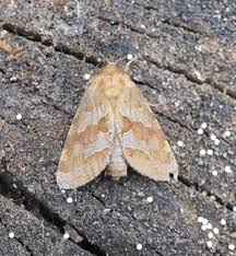 Attēlu rezultāti vaicājumam “Phymatopus hecta”