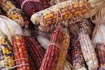 File:Indian Corn Maize Zea mays 3008px.jpg - Wikipedia, the free ...