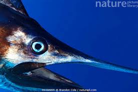 Image result for Makaira nigricans