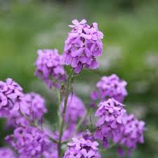 Attēlu rezultāti vaicājumam “Hesperis matronalis”
