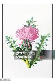 Attēlu rezultāti vaicājumam “Cirsium acaule flower”
