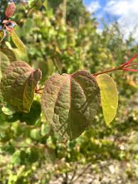 Attēlu rezultāti vaicājumam “Cercidiphyllum japonicum leaf”