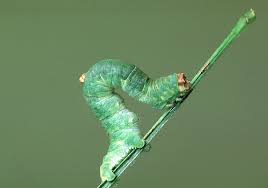 Attēlu rezultāti vaicājumam “Pterostoma palpina larva”