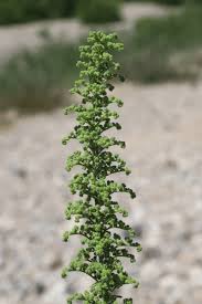 Image result for Chenopodium botrys