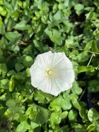 Attēlu rezultāti vaicājumam “Calystegia inflata flower”