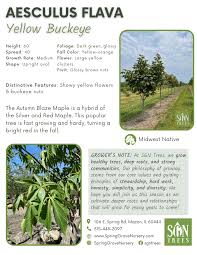 Attēlu rezultāti vaicājumam “Aesculus flava”