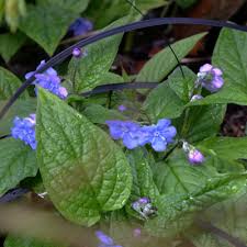 Attēlu rezultāti vaicājumam “Omphalodes verna flower”