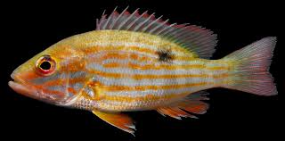 Image result for Lutjanus mahogoni