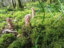 Attēlu rezultāti vaicājumam “Lathraea squamaria fruit”