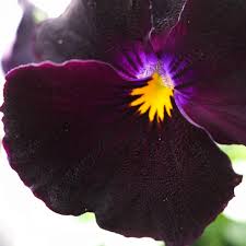Image result for Viola cornuta
