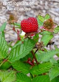 Attēlu rezultāti vaicājumam “Rubus illecebrosus”