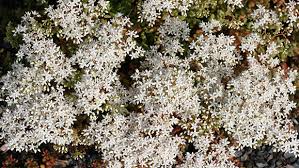 Attēlu rezultāti vaicājumam “Sedum album bud”