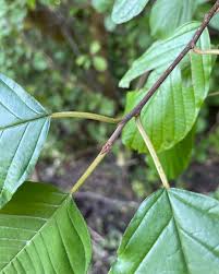 Attēlu rezultāti vaicājumam “Frangula alnus leaf”