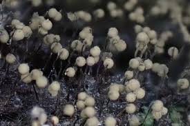 Attēlu rezultāti vaicājumam “Cribraria macrocarpa young”