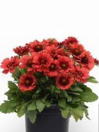 Image result for Gaillardia pulchella