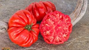 Afbeeldingsresultaat voor northern lights tomato