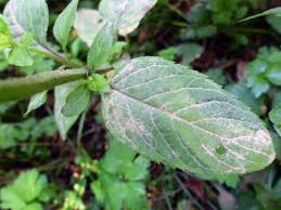 Attēlu rezultāti vaicājumam “Mentha aquatica leaf”