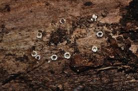 Attēlu rezultāti vaicājumam “Diderma chondrioderma sessile”