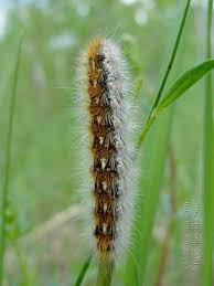 Attēlu rezultāti vaicājumam “Rhyparia purpurata”