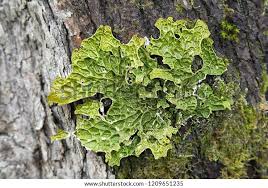 Attēlu rezultāti vaicājumam “Lobaria pulmonaria”