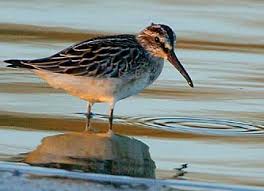 Attēlu rezultāti vaicājumam “Calidris falcinellus adult”
