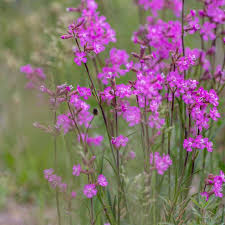 Image result for Pechnelke