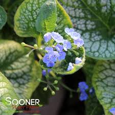 Attēlu rezultāti vaicājumam “Brunnera macrophylla flower”