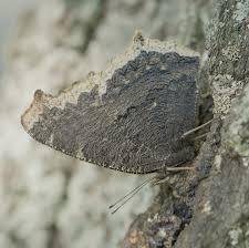 Attēlu rezultāti vaicājumam “Nymphalis antiopa underside”