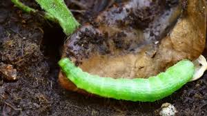 Attēlu rezultāti vaicājumam “Saturnia pavonia larva”