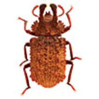 Attēlu rezultāti vaicājumam “Bolitophagus reticulatus larva”