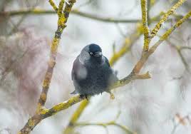 Attēlu rezultāti vaicājumam “Corvus monedula adult”