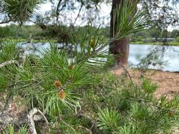 Attēlu rezultāti vaicājumam “Pinus”