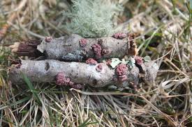 Attēlu rezultāti vaicājumam “Peniophora rufa”