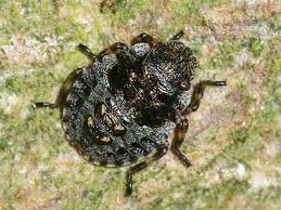 Attēlu rezultāti vaicājumam “Pentatoma rufipes”