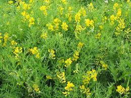 Attēlu rezultāti vaicājumam “Lathyrus pratensis flower”