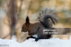 Attēlu rezultāti vaicājumam “Sciurus vulgaris”