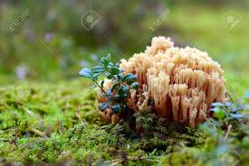 Attēlu rezultāti vaicājumam “Ramaria formosa”