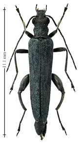 Attēlu rezultāti vaicājumam “Oedemera croceicollis”