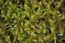 Attēlu rezultāti vaicājumam “Rhytidiadelphus”