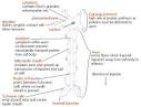 The Nervous System Physics Made Easy