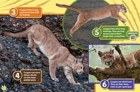 Image result for Craigmount Cougars