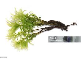 Attēlu rezultāti vaicājumam “Plagiomnium undulatum”