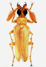 Attēlu rezultāti vaicājumam “Oxymirus cursor female”