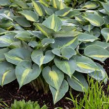 Attēlu rezultāti vaicājumam “Hosta sp.”